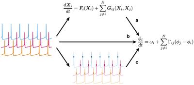 Bayesian Estimation of Phase Dynamics Based on Partially Sampled Spikes Generated by Realistic Model Neurons